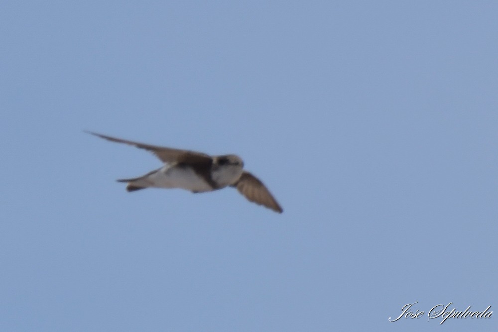 Avión Zapador - ML646667230