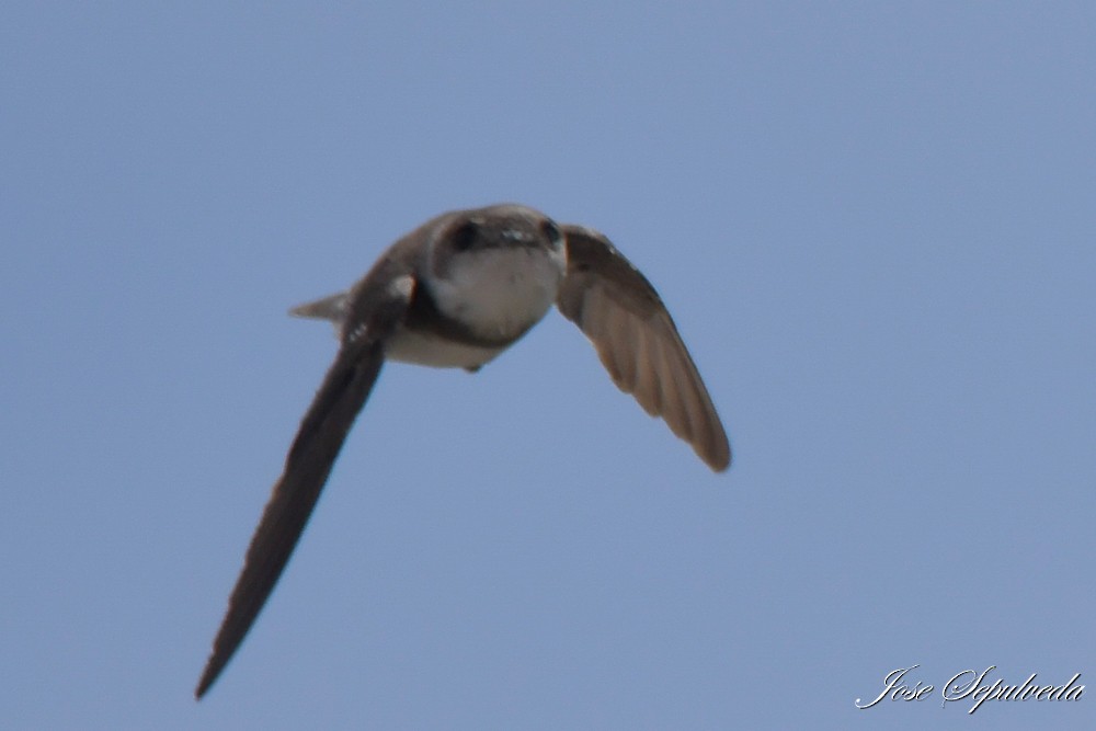 灰沙燕 - ML646667231