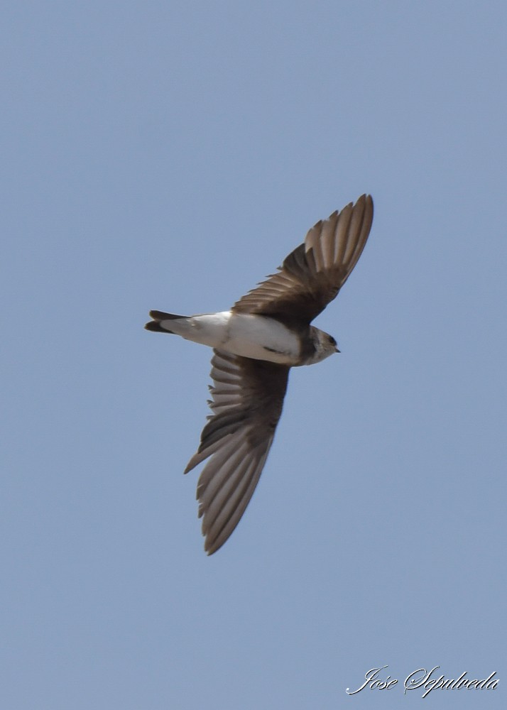 Avión Zapador - ML646667232