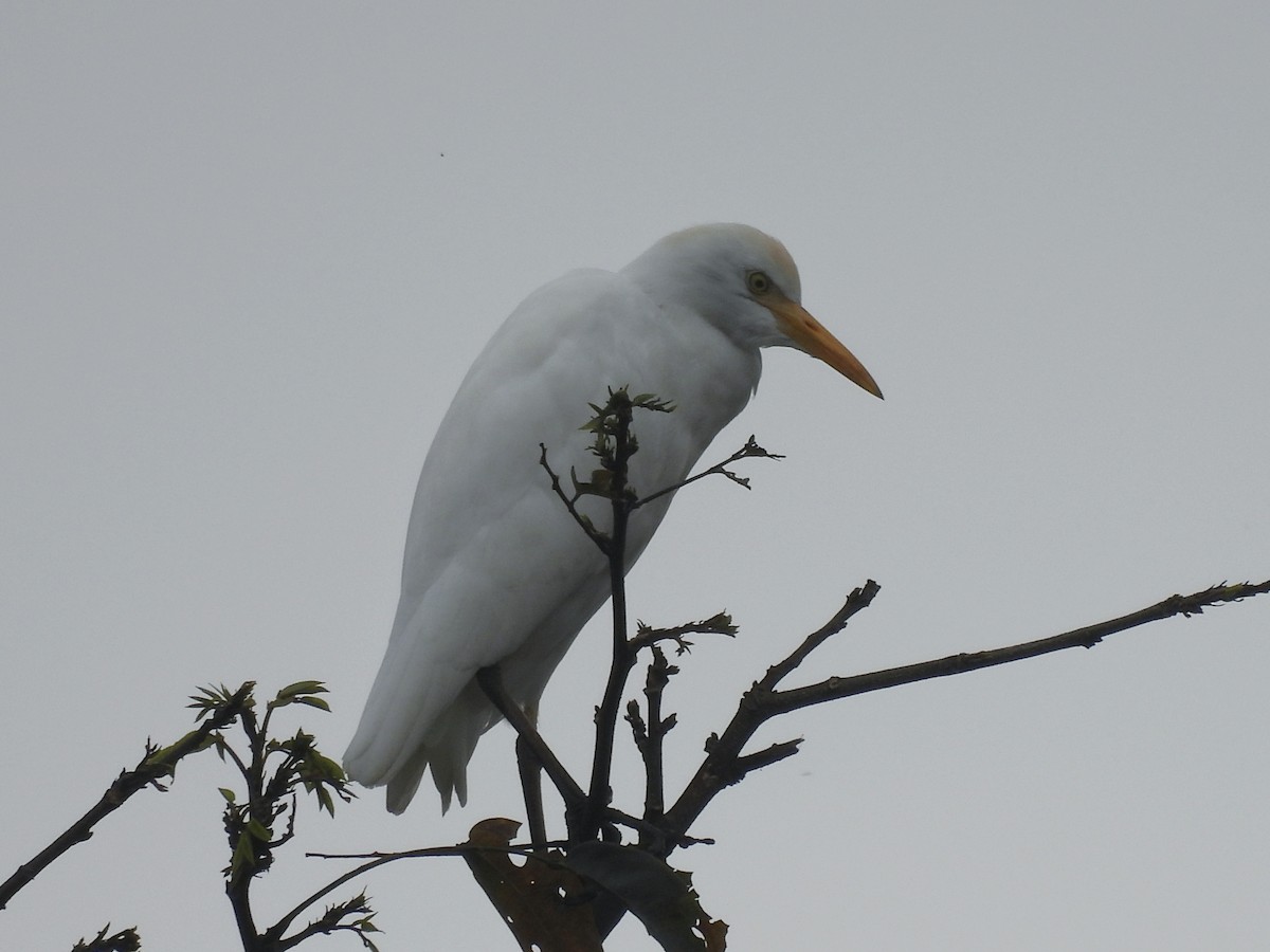 Western Cattle-Egret - ML646667235
