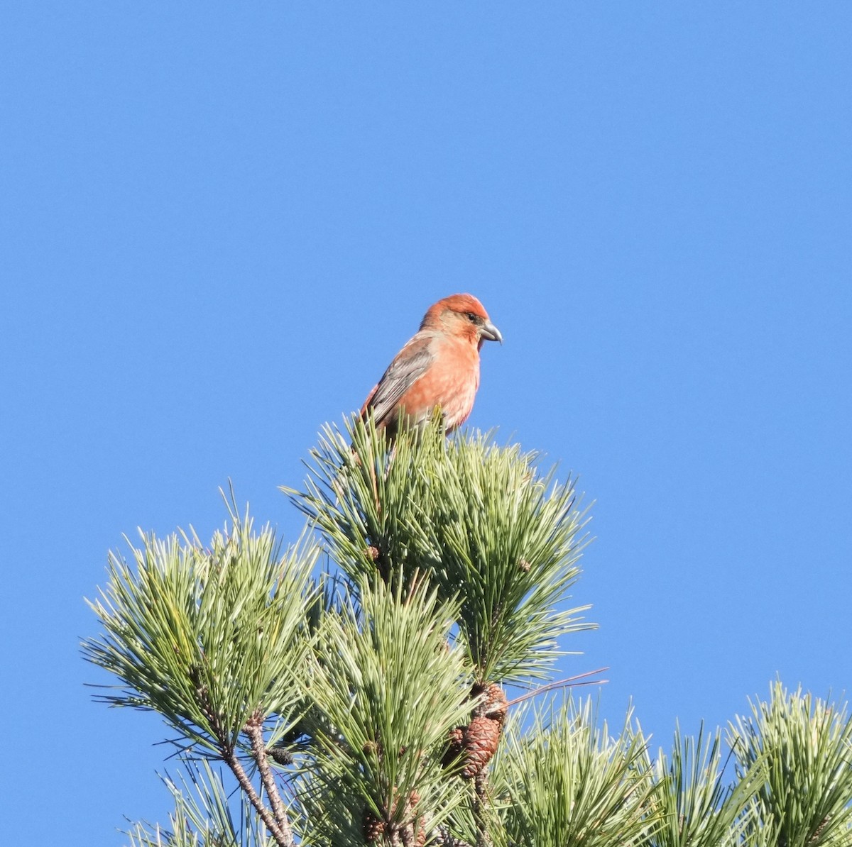 Red Crossbill - ML646667237