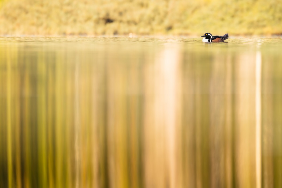 Hooded Merganser - ML646667238