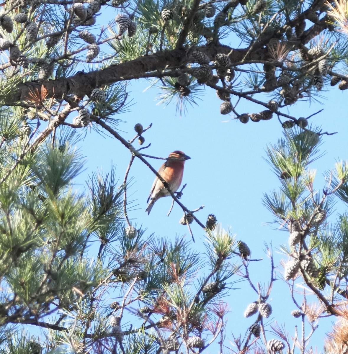 Red Crossbill - ML646667239