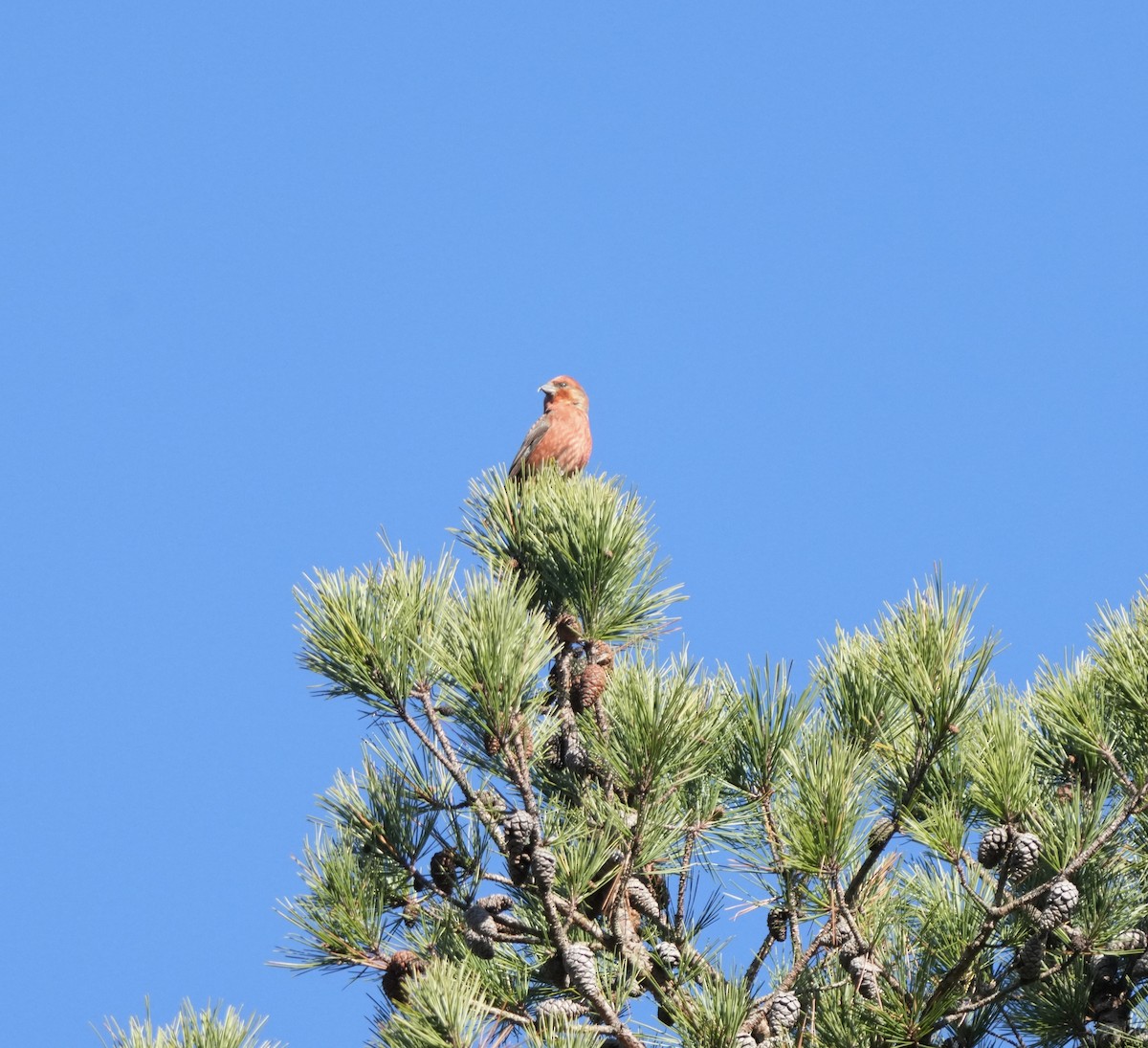 Red Crossbill - ML646667240