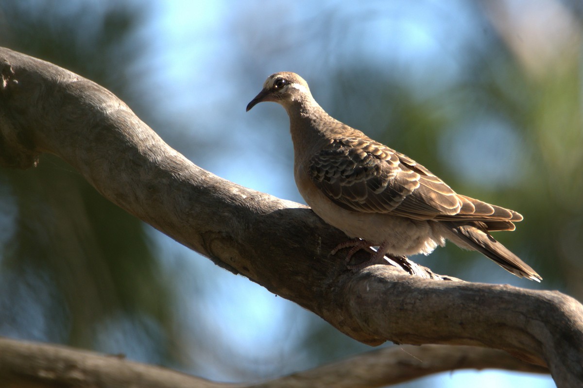 Common Bronzewing - ML646667241