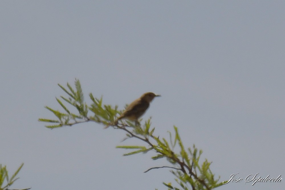 Gaucho Serrano - ML646667242