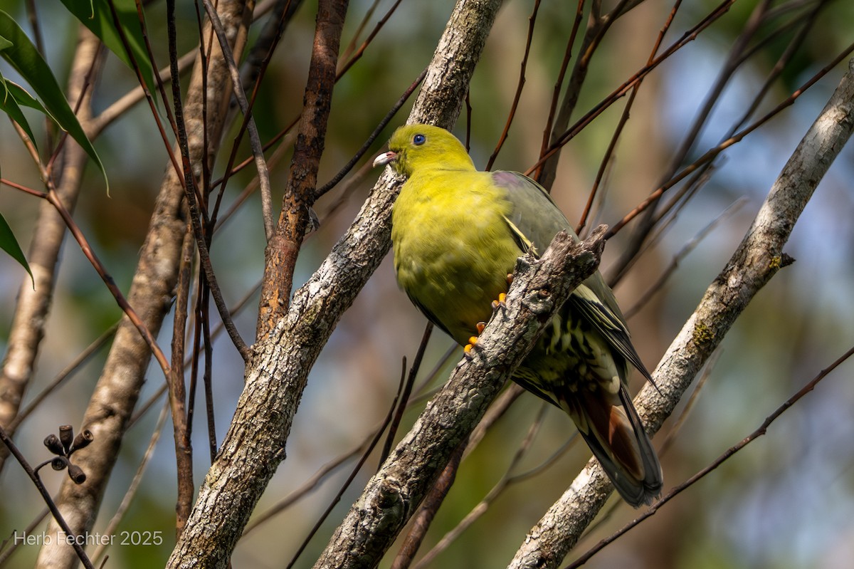 Vinago Malgache - ML646667244