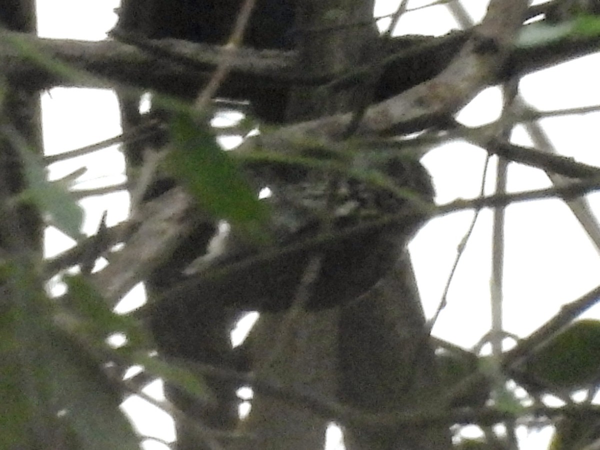 Scaled Piculet - ML646667250