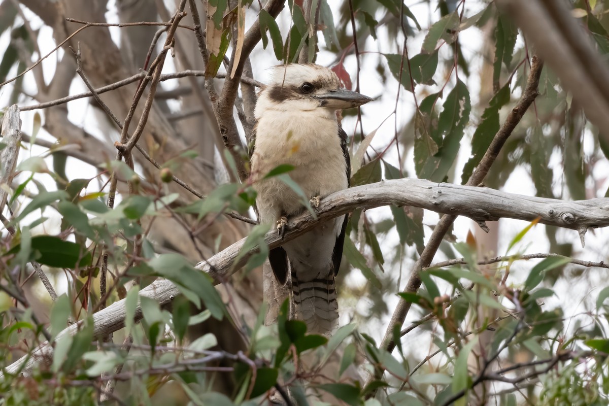 Laughing Kookaburra - ML646667251