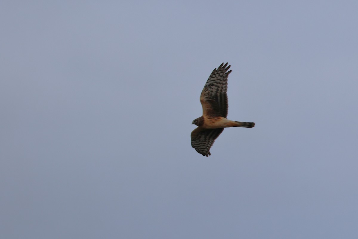 Hudsonweihe - ML646667252