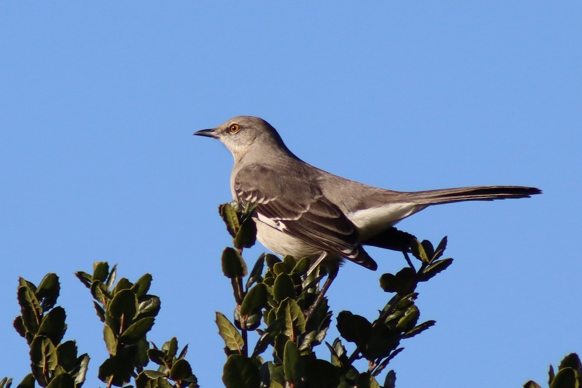 Northern Mockingbird - ML646667253