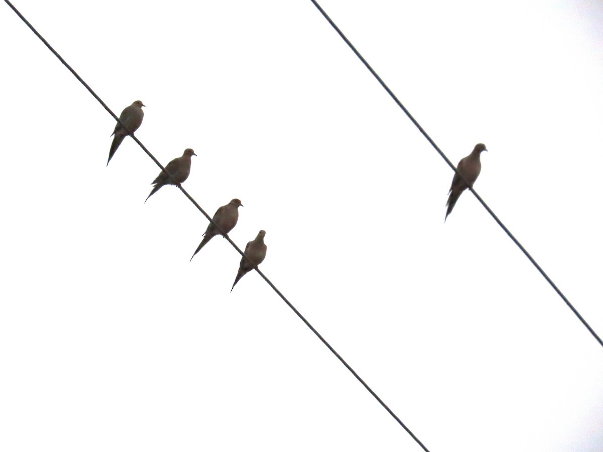 Зенаїда північна - ML646667254