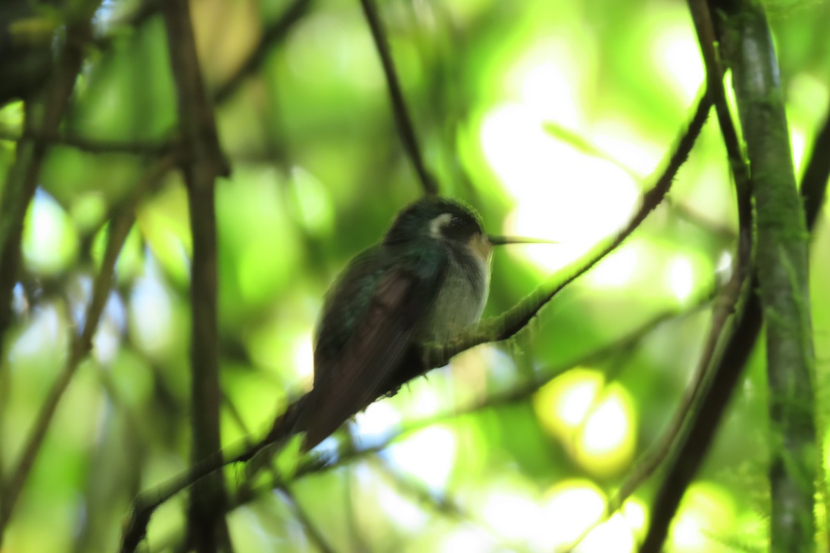 Green-breasted Mountain-gem - ML646667255