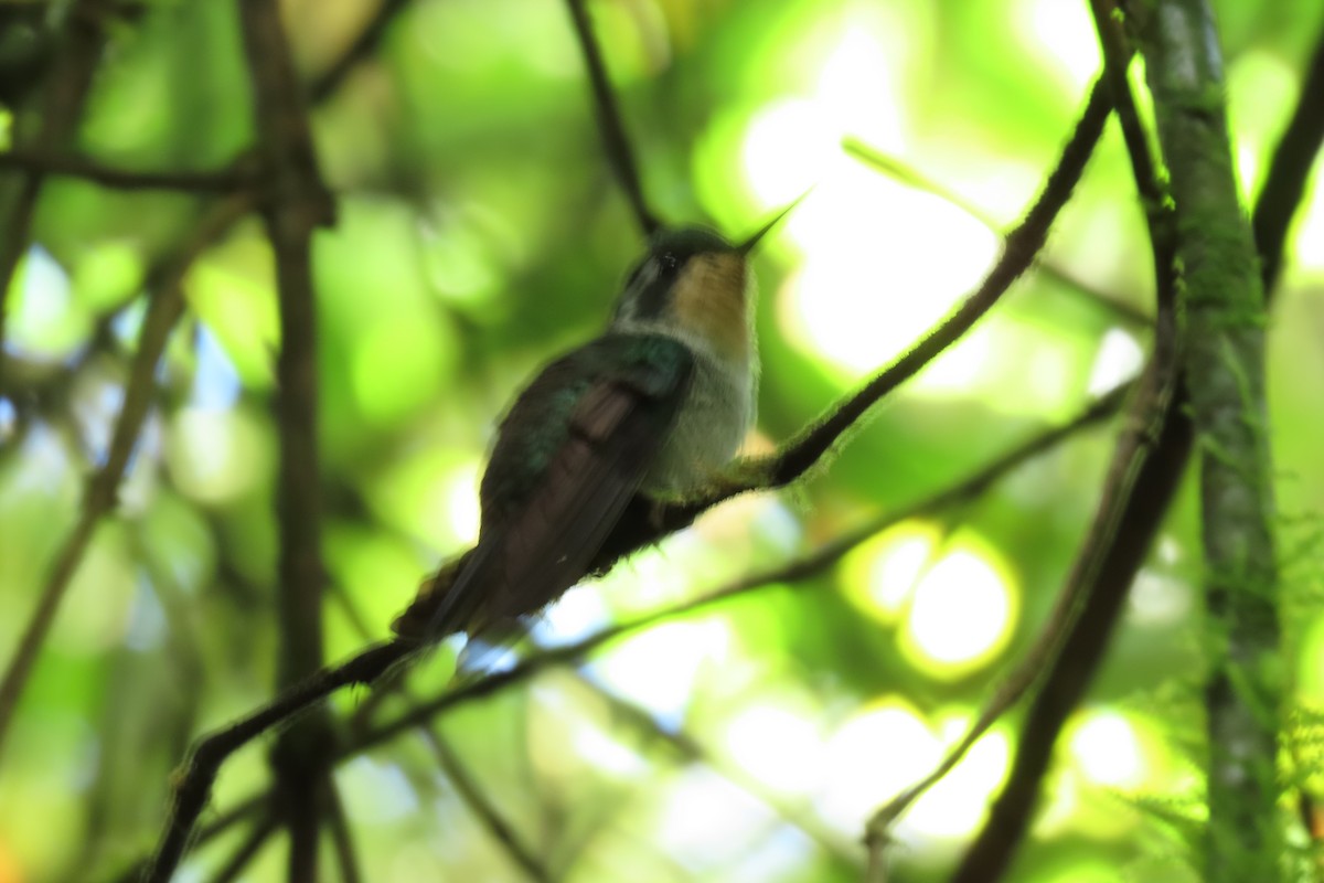 Green-breasted Mountain-gem - ML646667256