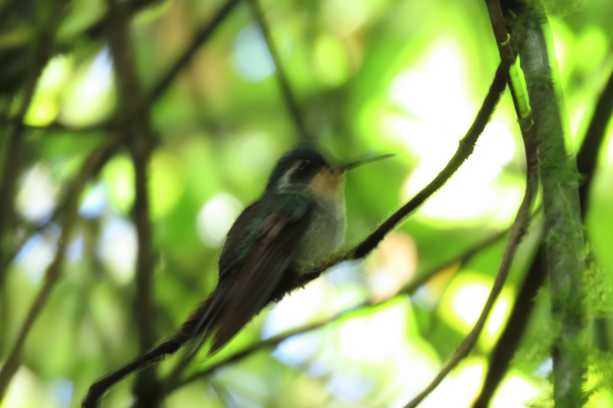 Green-breasted Mountain-gem - ML646667257