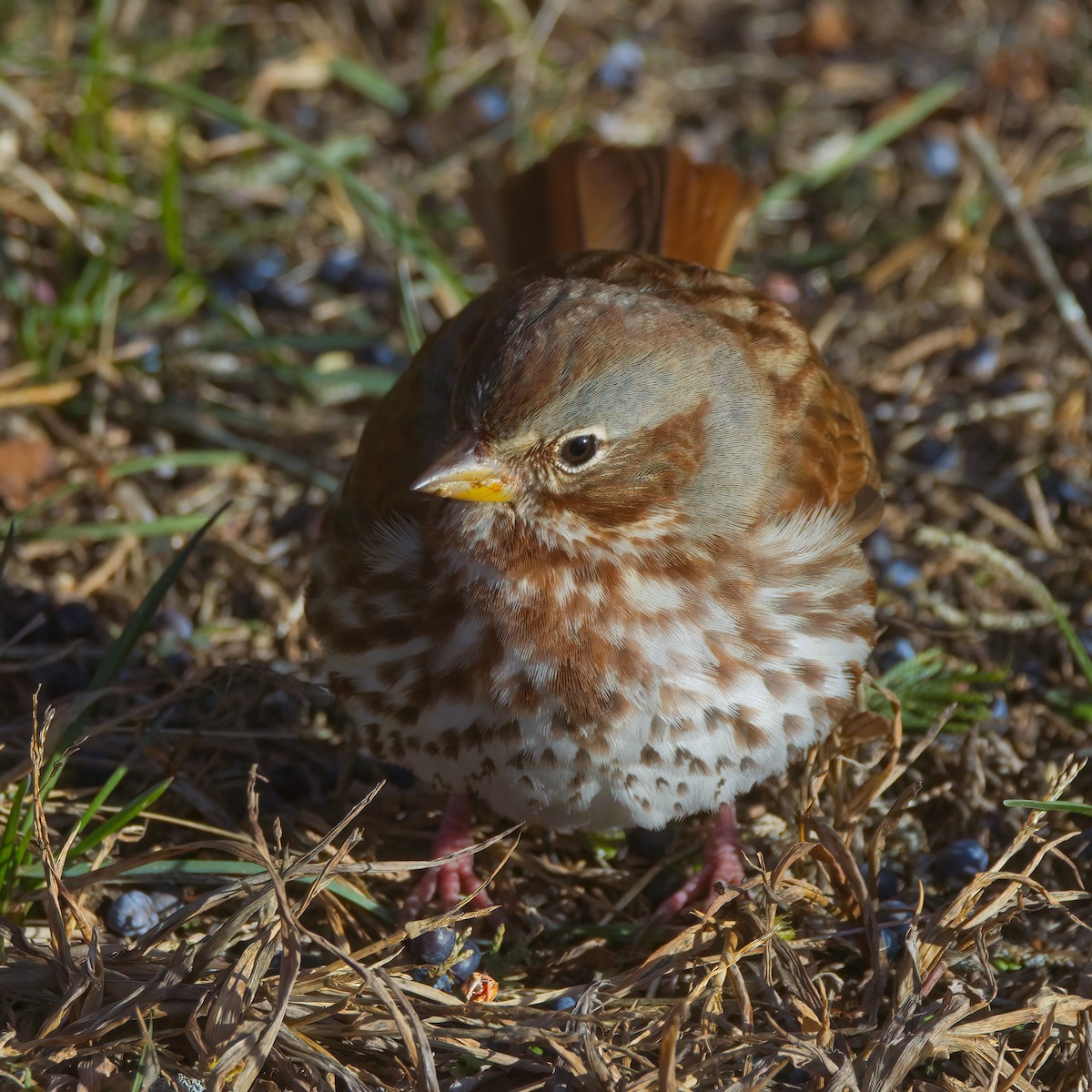 Fox Sparrow - ML646667259