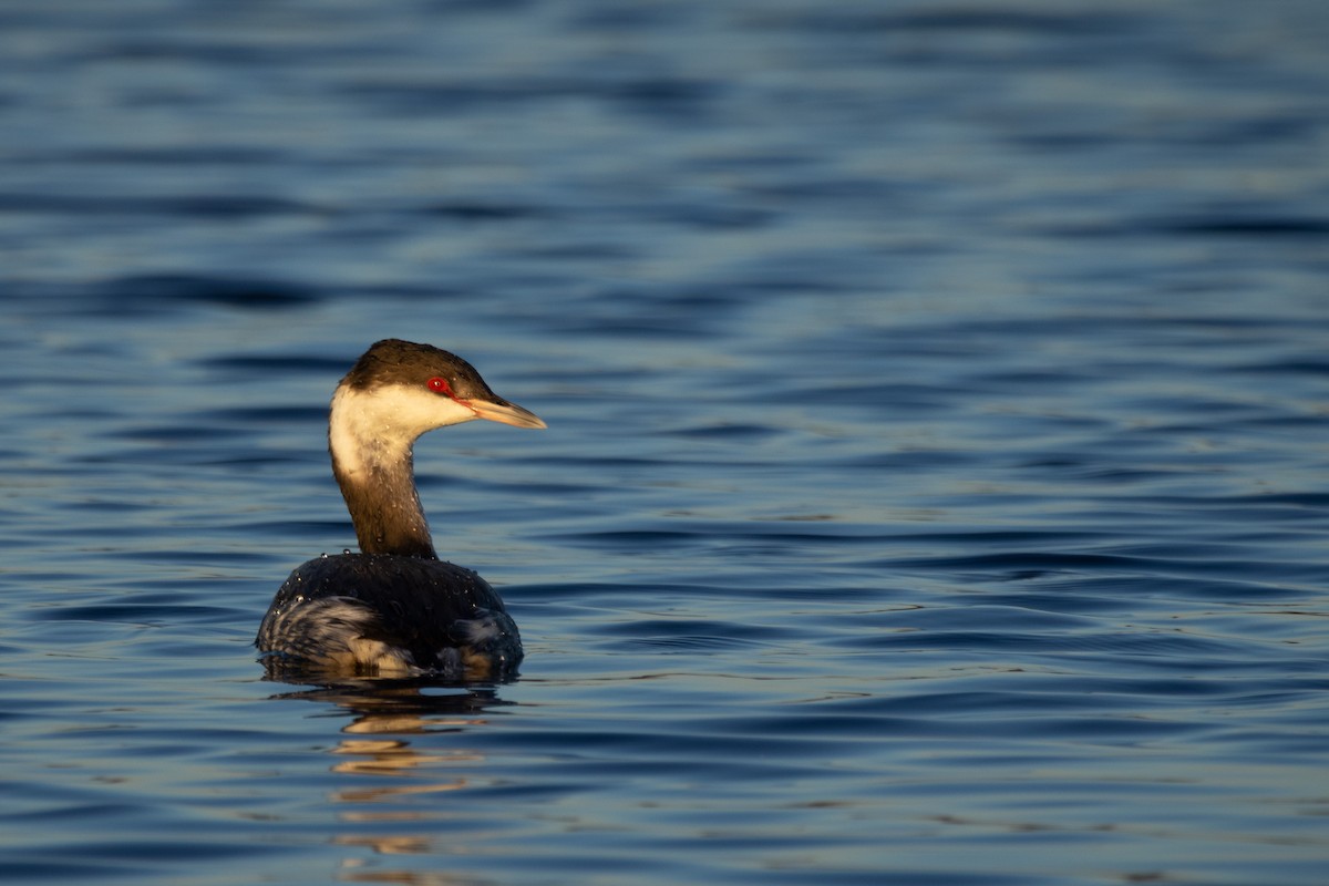 Horned Grebe - ML646667260