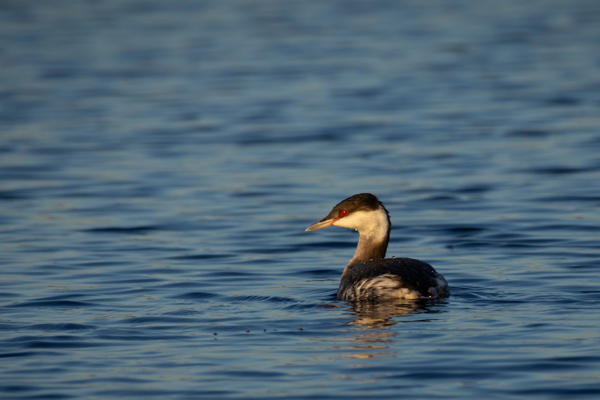 Horned Grebe - ML646667261