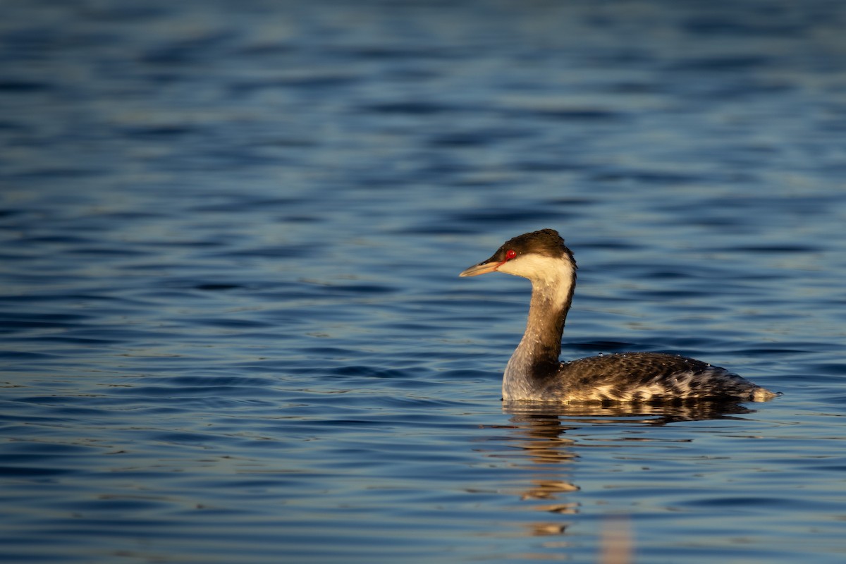 Horned Grebe - ML646667262