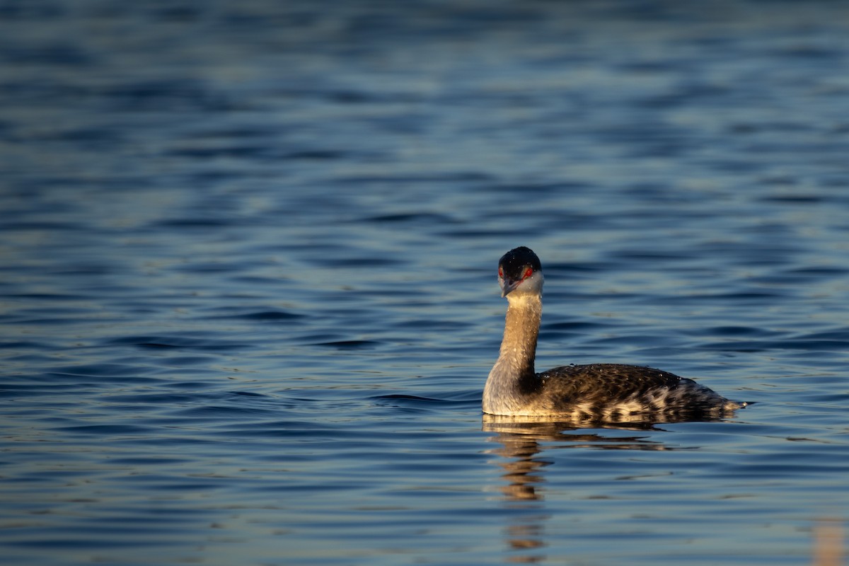 Horned Grebe - ML646667263