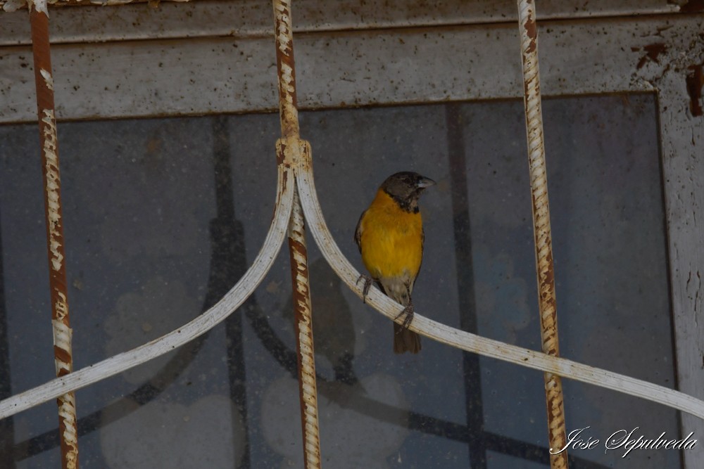 Yal Cabecinegro - ML646667266