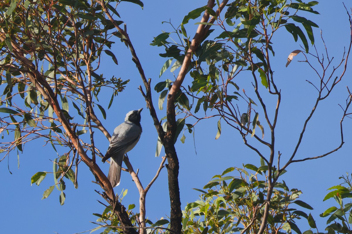 Black-faced Cuckooshrike - ML646667272