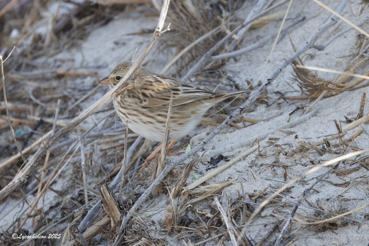 Savannah Sparrow (Ipswich) - ML646667273