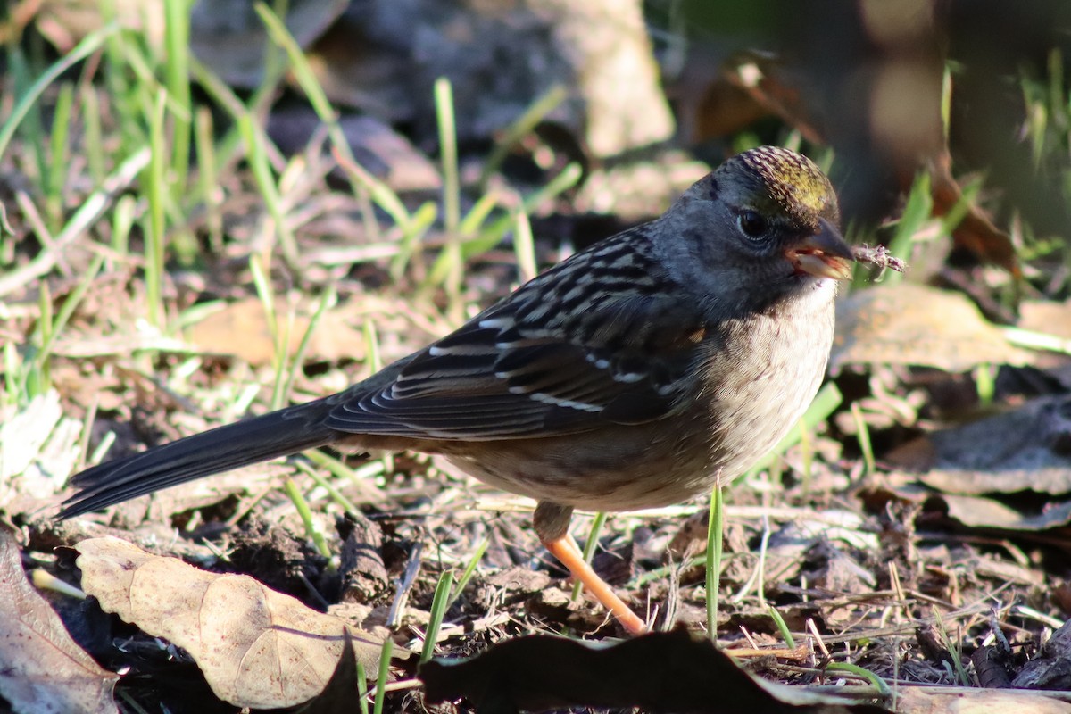 Golden-crowned Sparrow - ML646667274