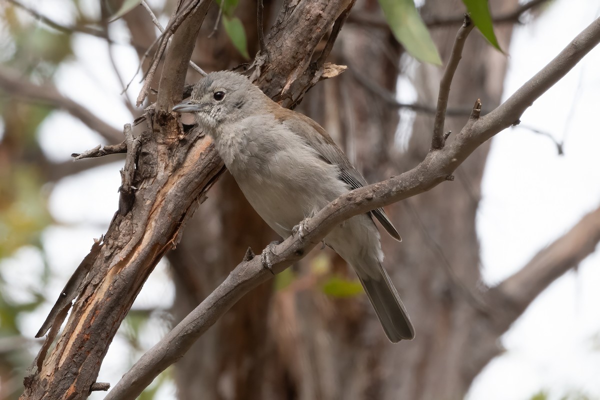 Gray Shrikethrush - ML646667277