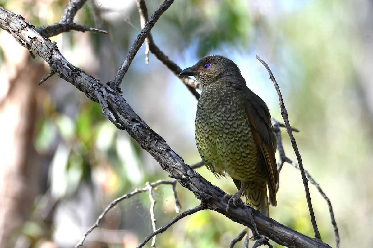 Satin Bowerbird - ML646667278