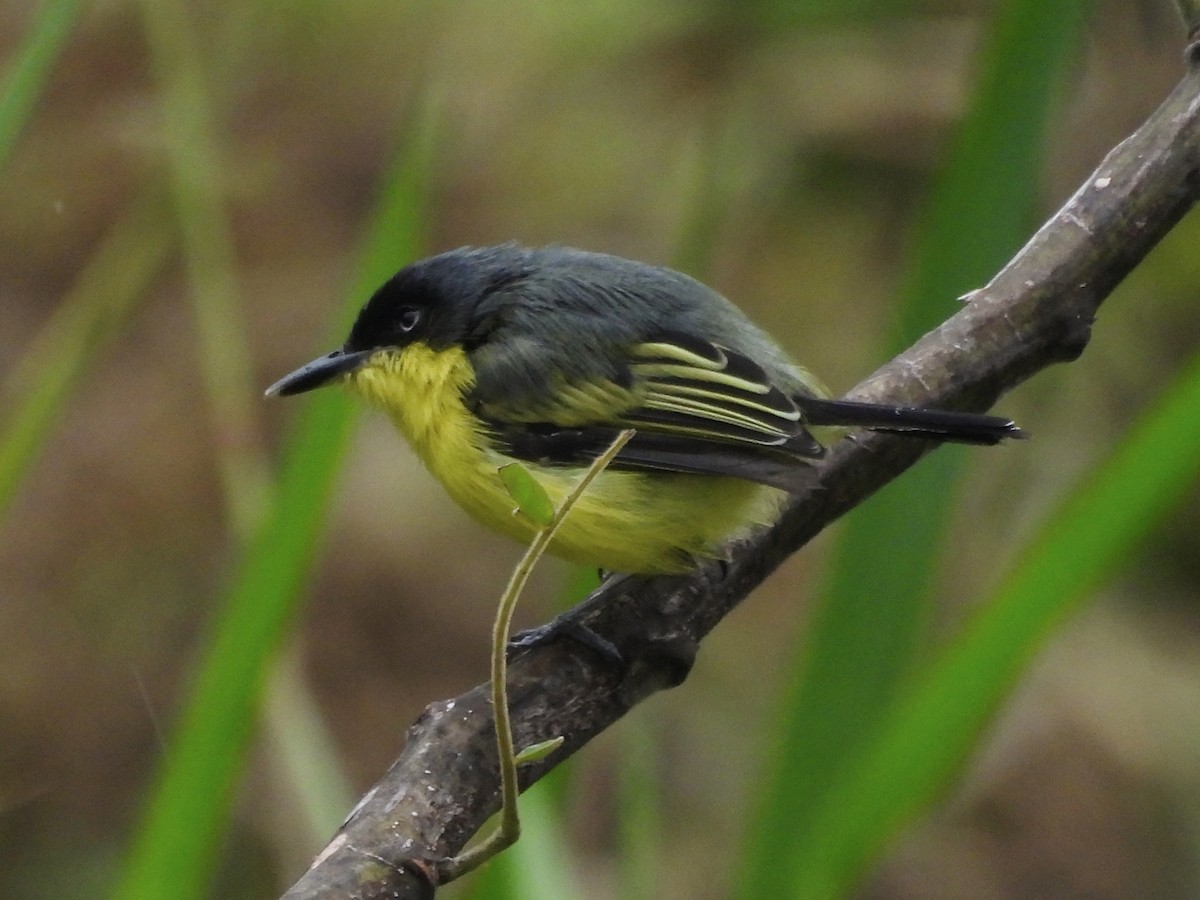 Common Tody-Flycatcher - ML646667282