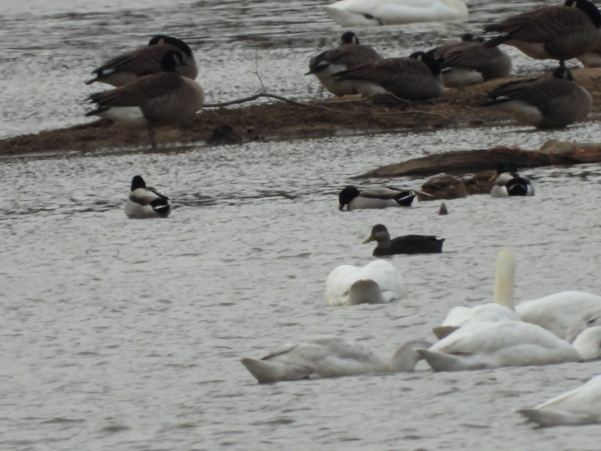 American Black Duck - ML646667287