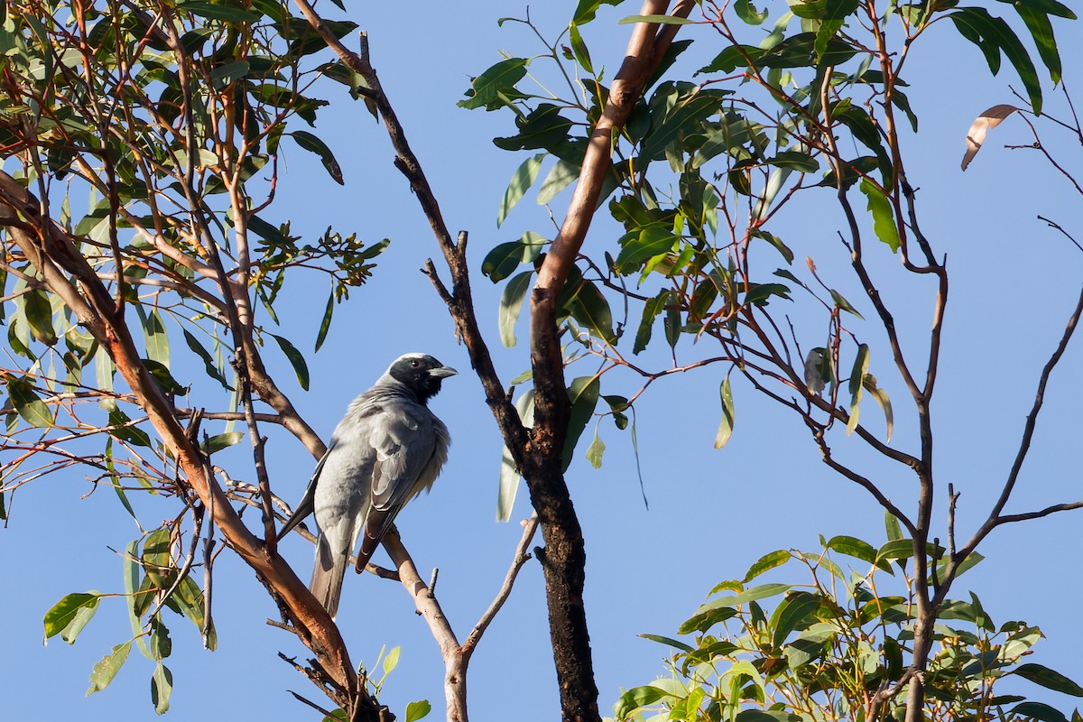 Black-faced Cuckooshrike - ML646667293