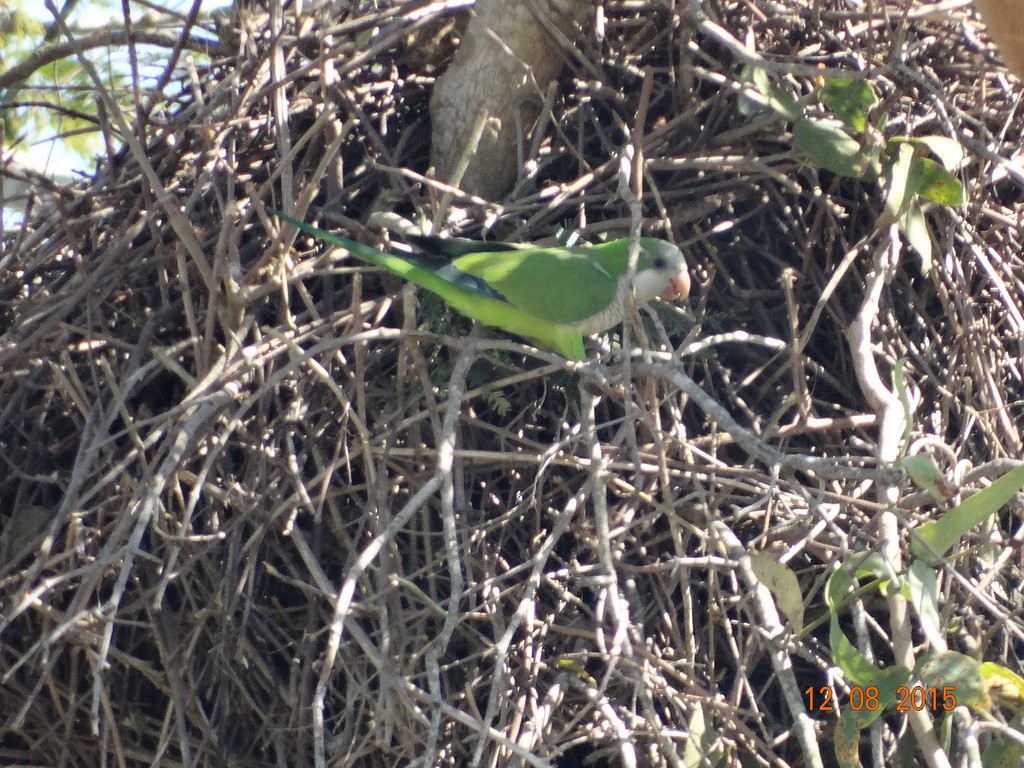 Papagai bulargrisa - ML646667295