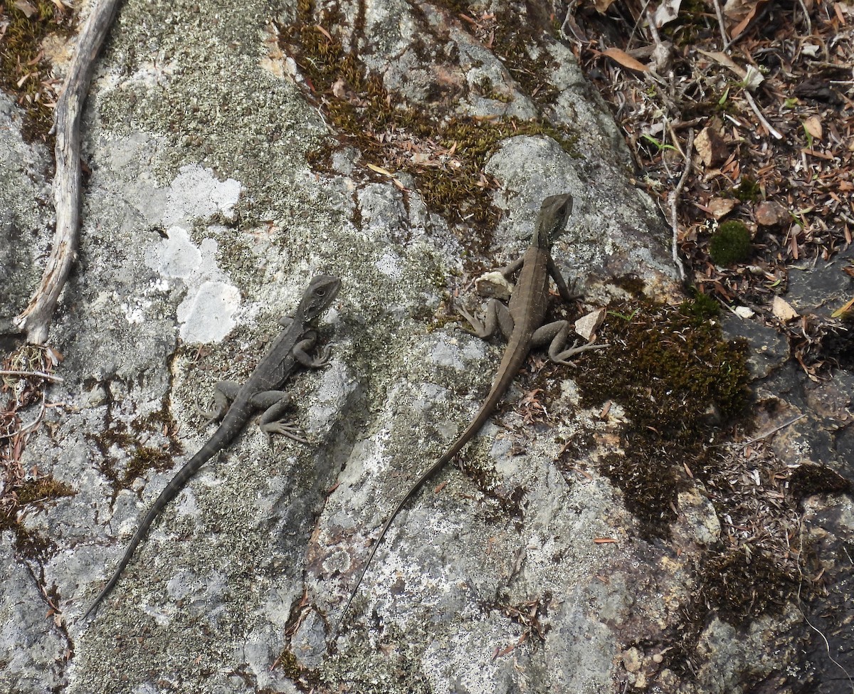 Australian Water Dragon - ML646667296