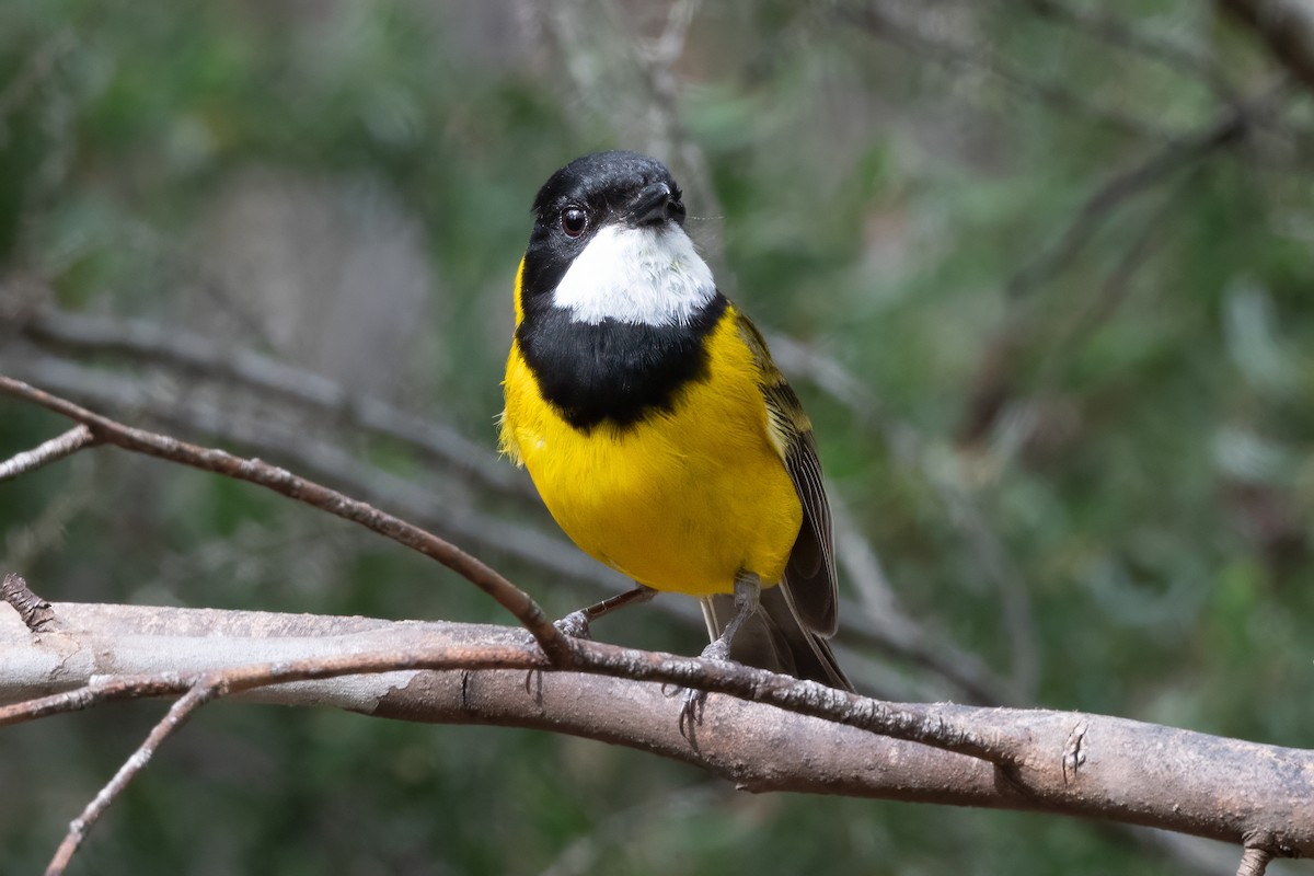 Golden Whistler - ML646667297