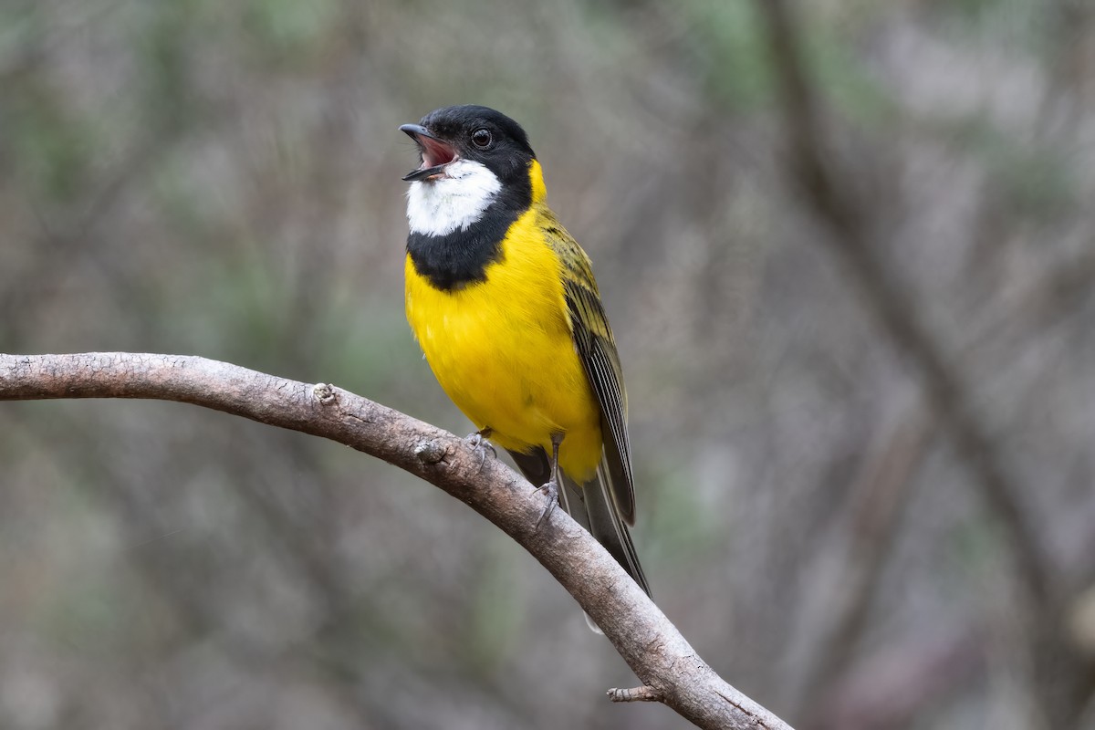 Golden Whistler - ML646667298