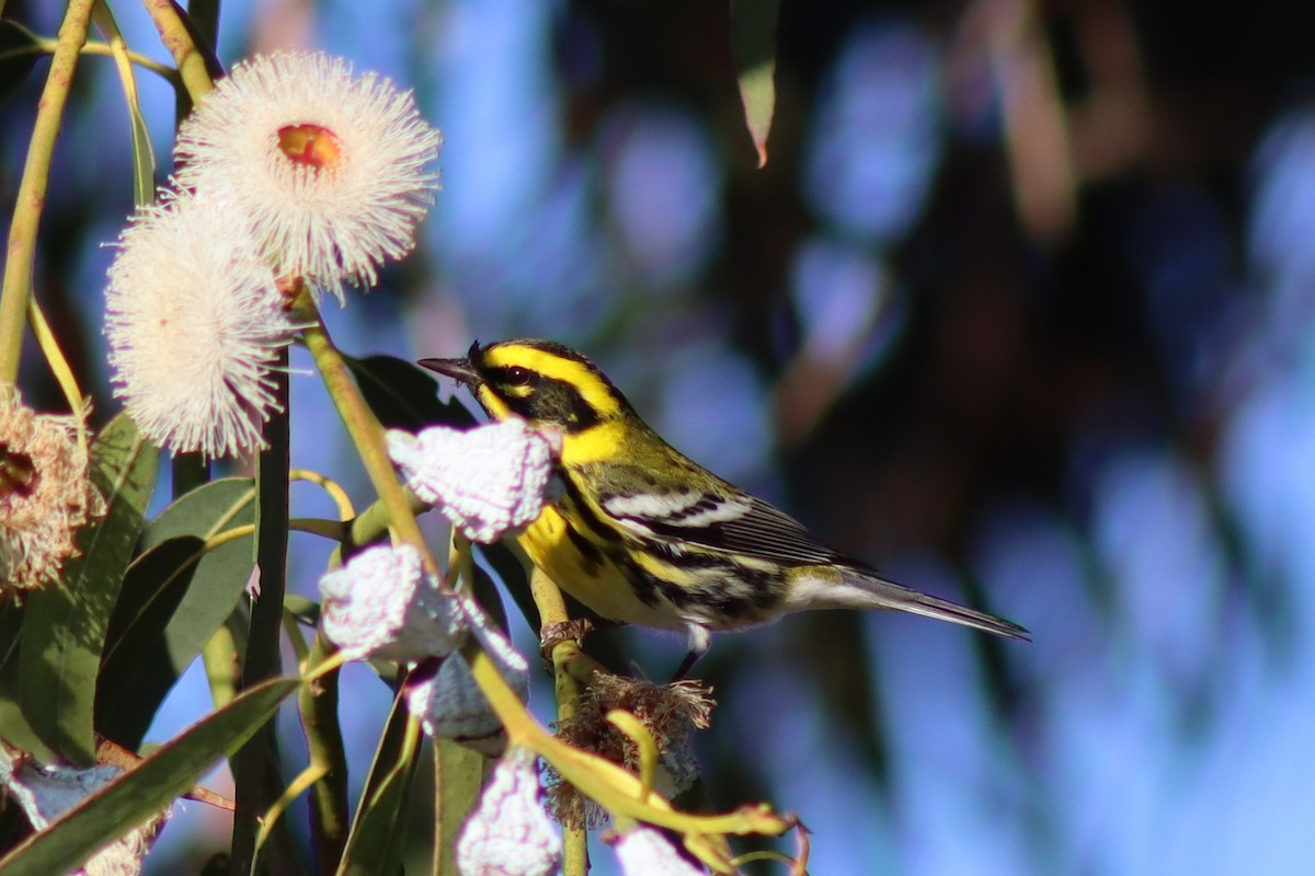 Townsend's Warbler - ML646667299