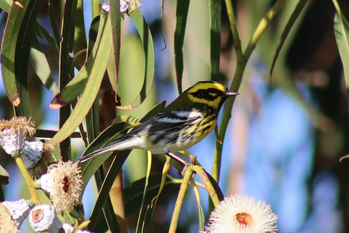 Townsend's Warbler - ML646667300