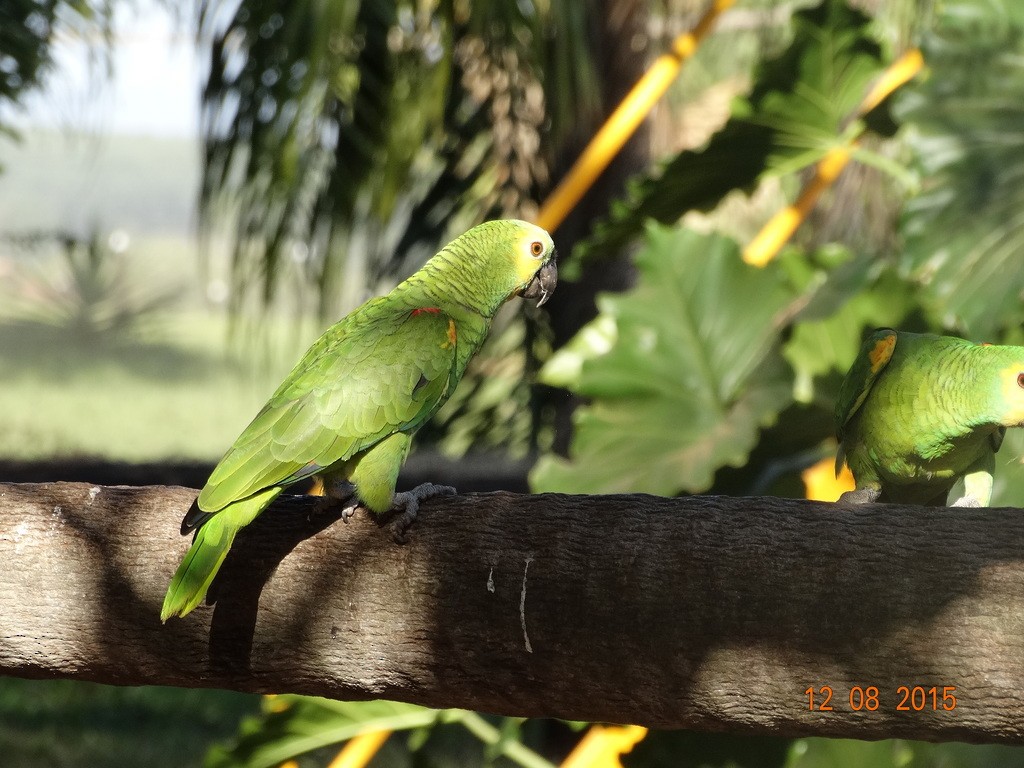 Turquoise-fronted Amazon - ML646667301