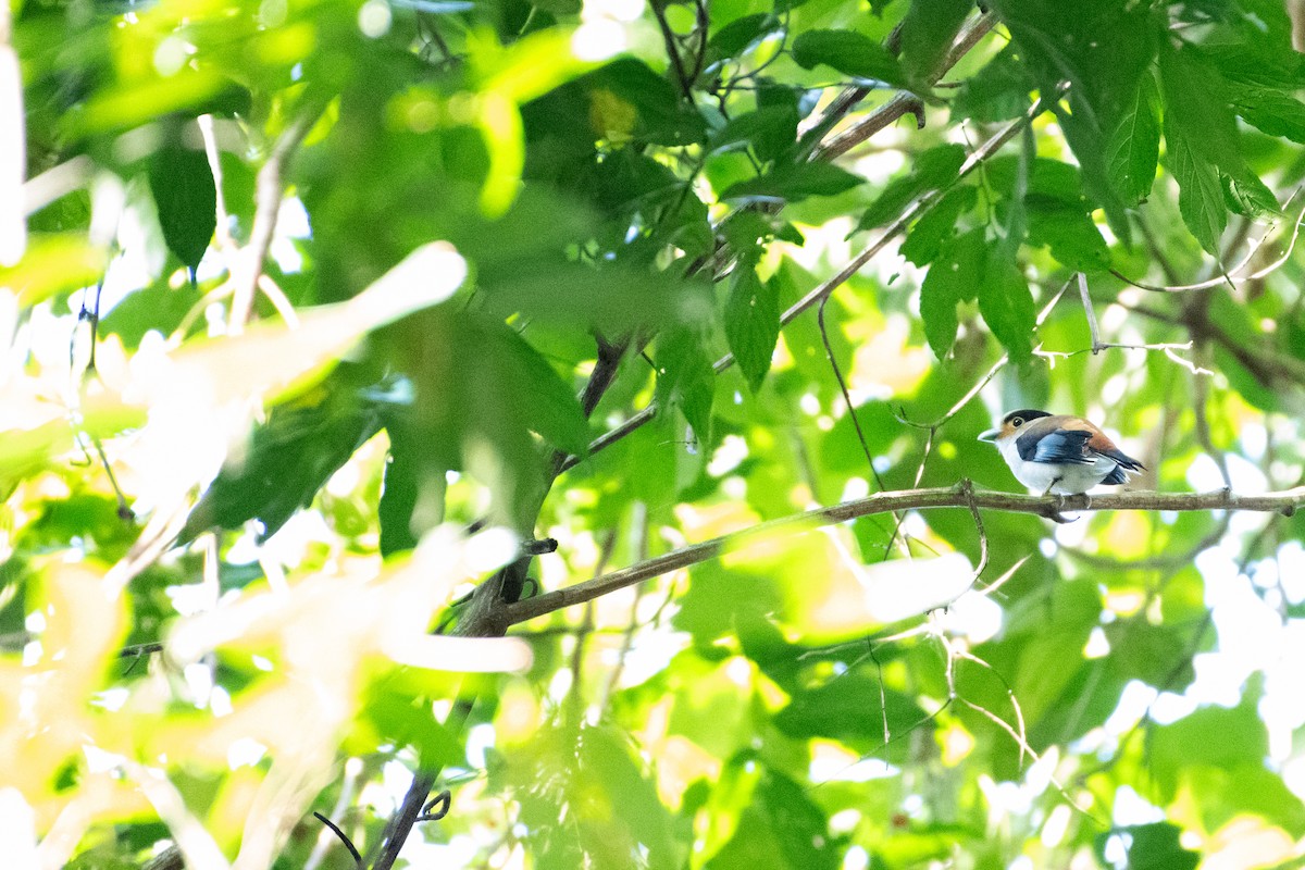 Рогодзьоб синьокрилий - ML646667305