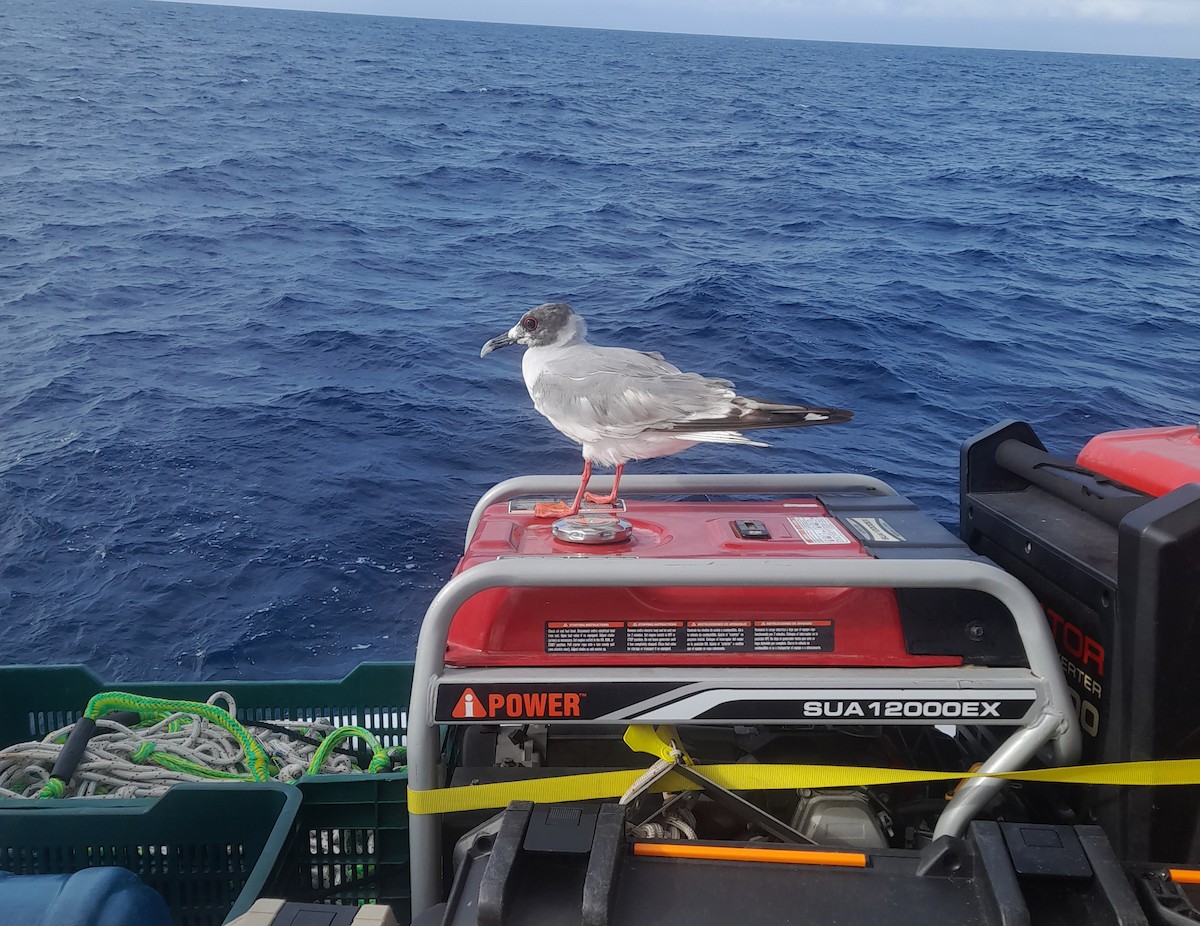 Мартин галапагоський - ML646667306