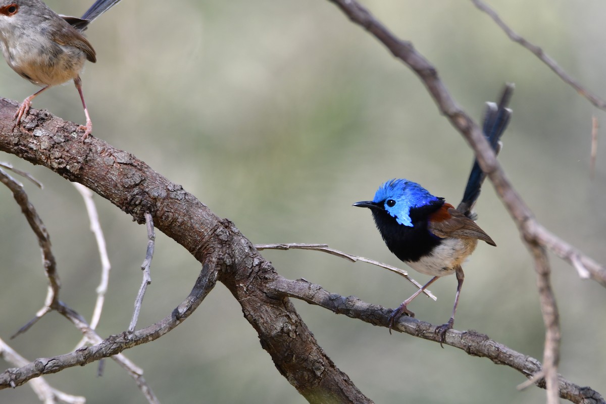Variegated Fairywren - ML646667307