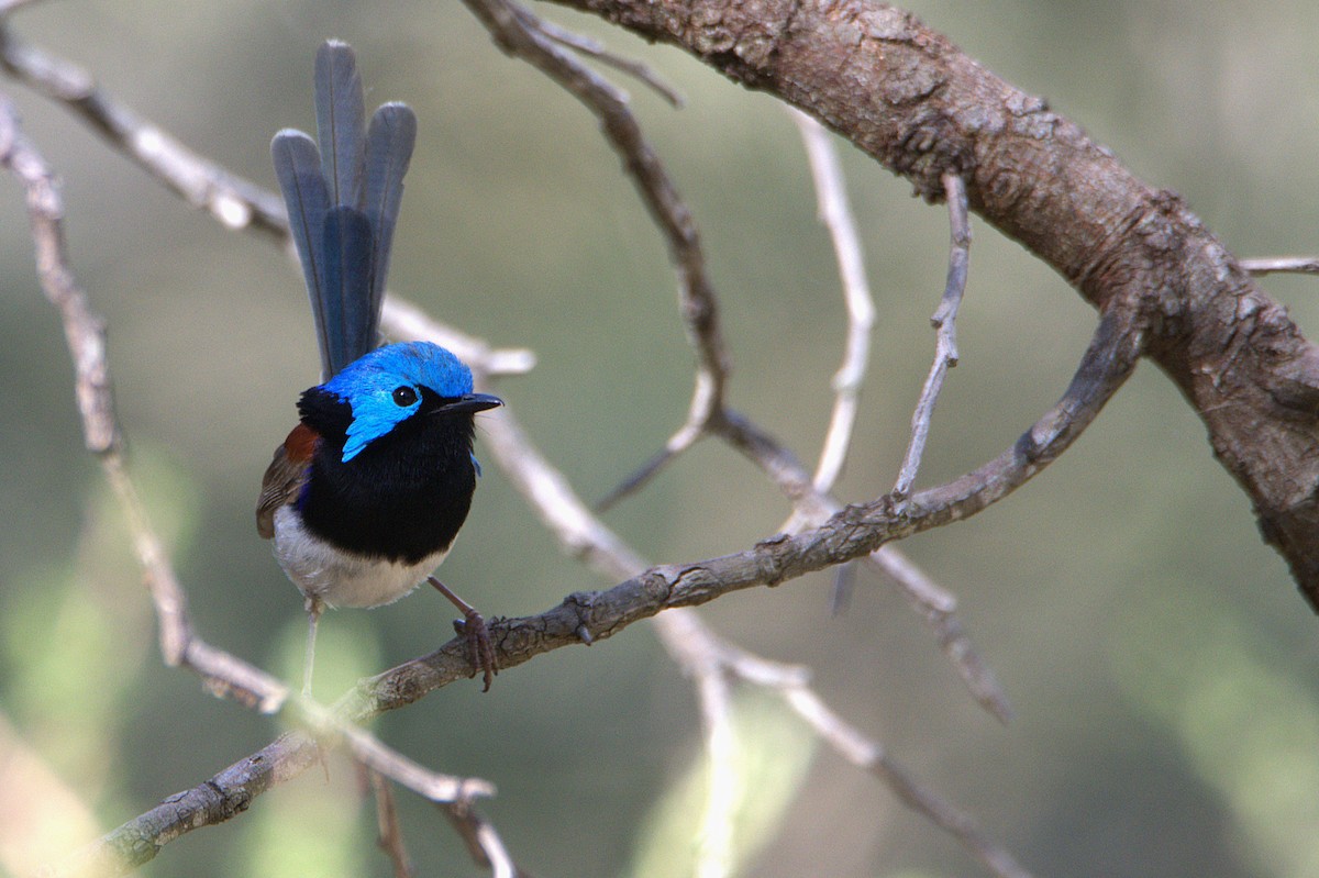 Variegated Fairywren - ML646667308
