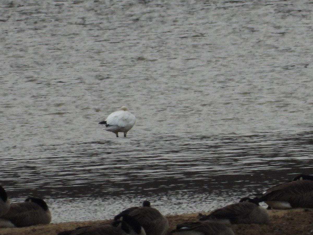 Ross's Goose - ML646667311