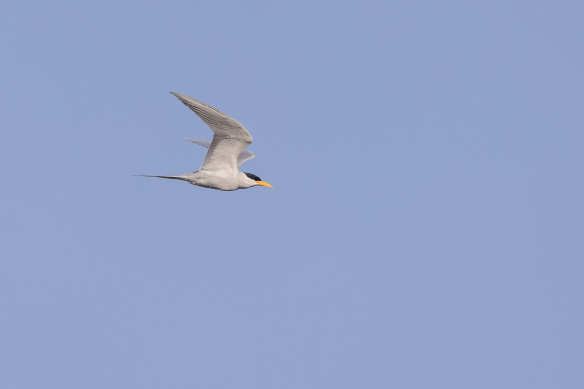 River Tern - ML646667312