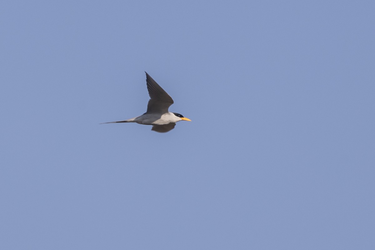 River Tern - ML646667313