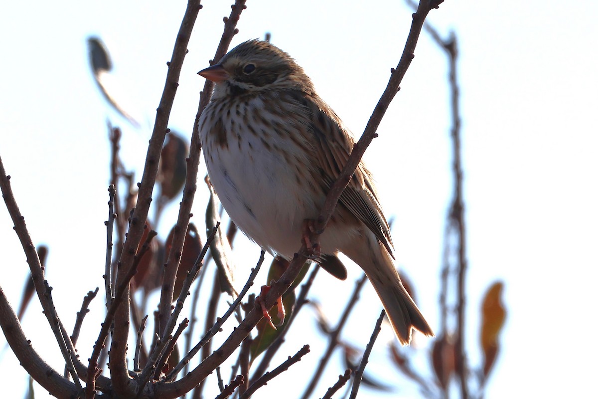 Savannah Sparrow (Savannah) - ML646667318