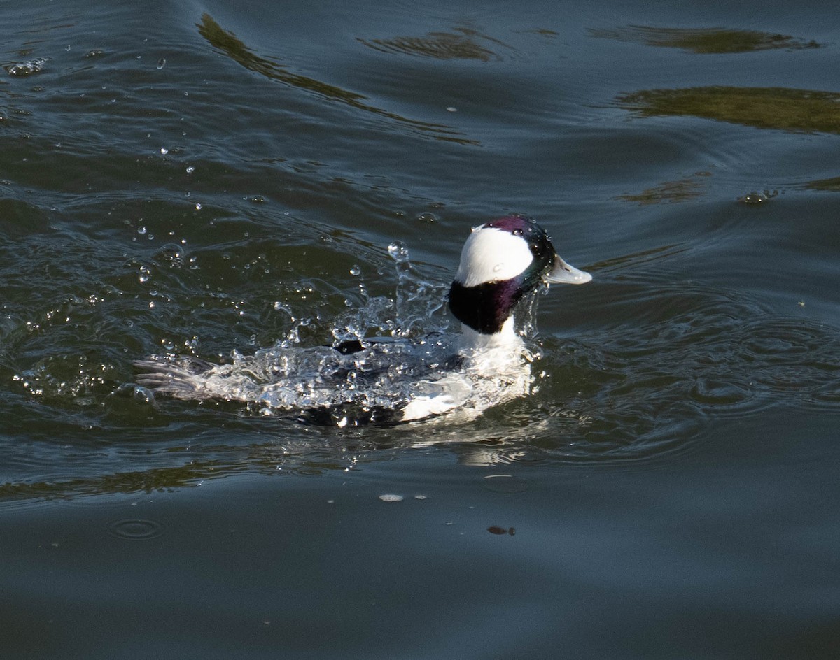 Гоголь малий - ML646667319