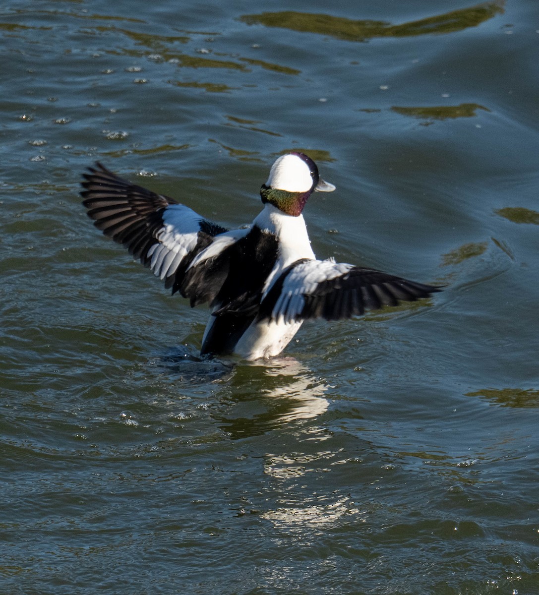 Гоголь малий - ML646667320